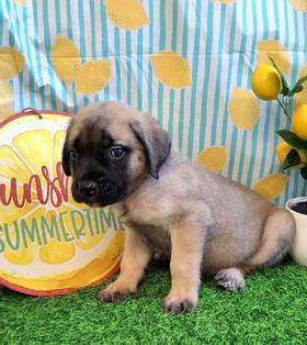 English Mastiff