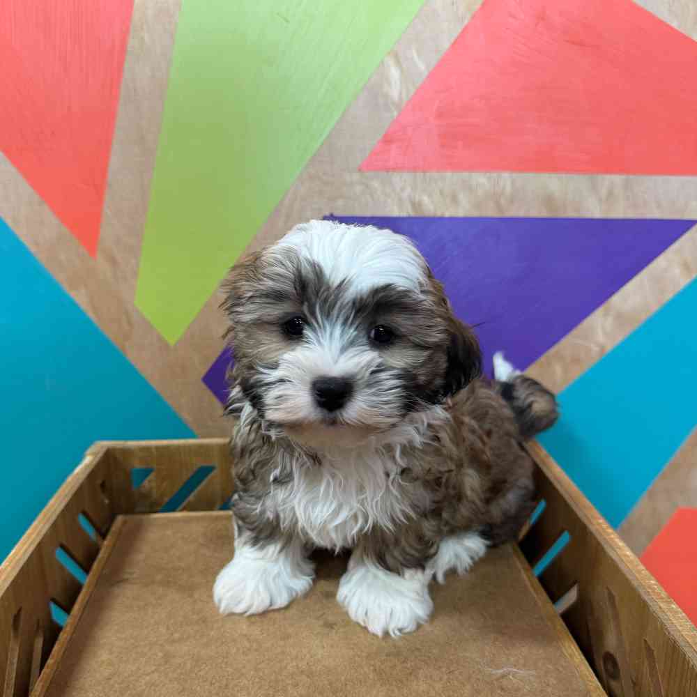 Image of a pet breed in the gallery
