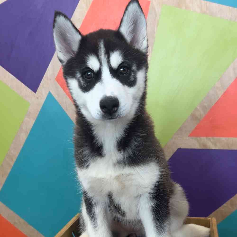carousel pet images