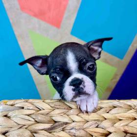 Boston Terrier