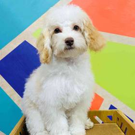 Cockapoo