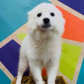 American Eskimo