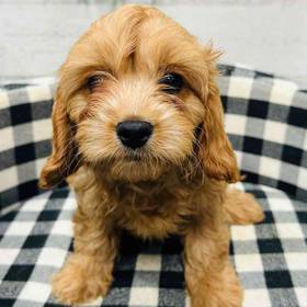 Cavapoo