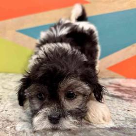 Teddy Bear
