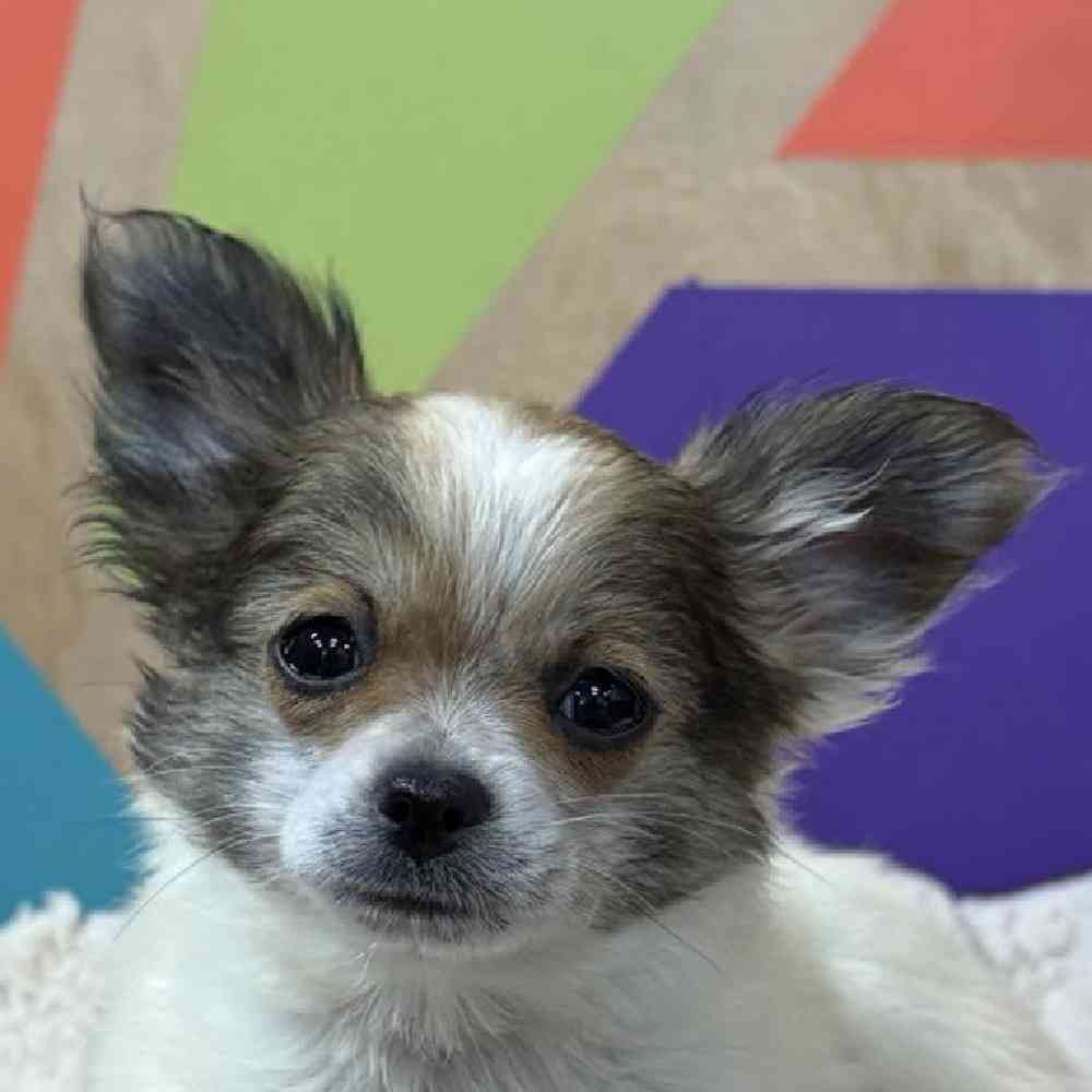 Image of a pet breed in the gallery