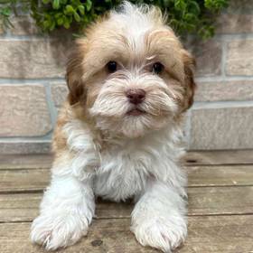 Havanese