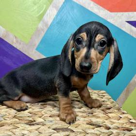 Mini Dachshund