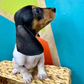 Mini Dachshund