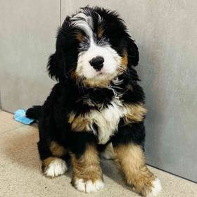 Mini Bernedoodle