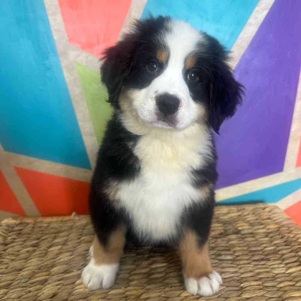 carousel pet images