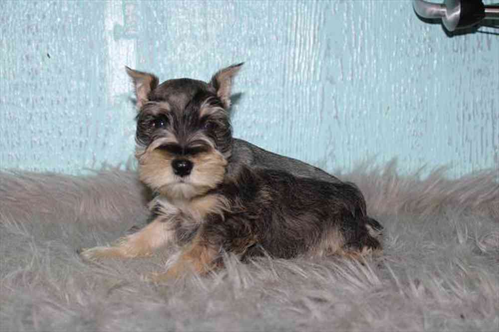 Image of a pet breed in the gallery