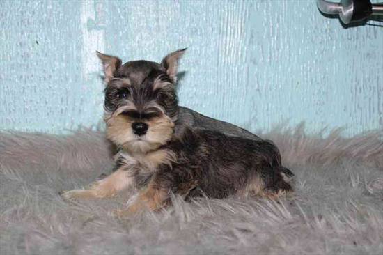 Mini Schnauzer