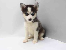 Pomsky