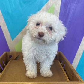 Bichon