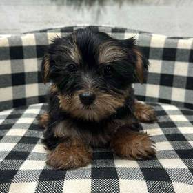Yorkie
