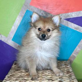 Pomeranian