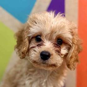 Cavachon