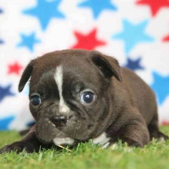Nugget