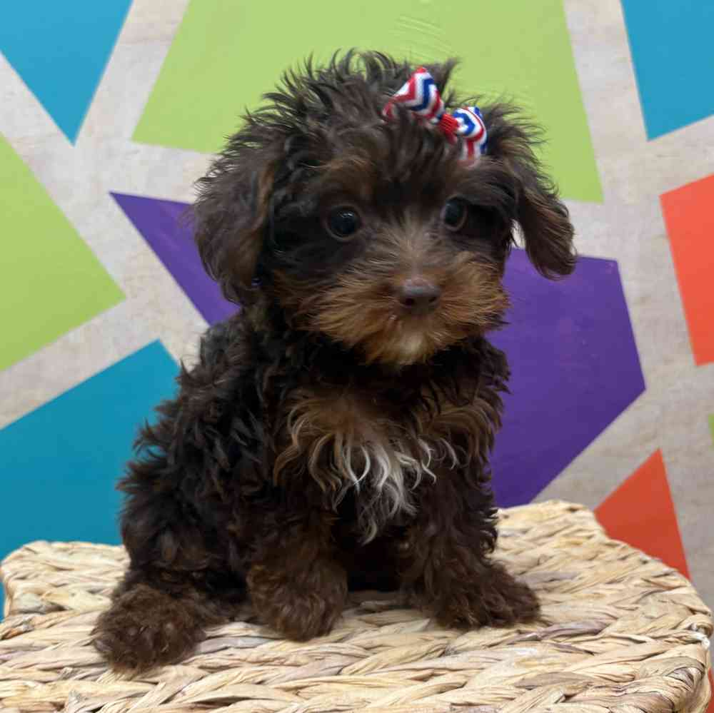 Image of a pet breed in the gallery