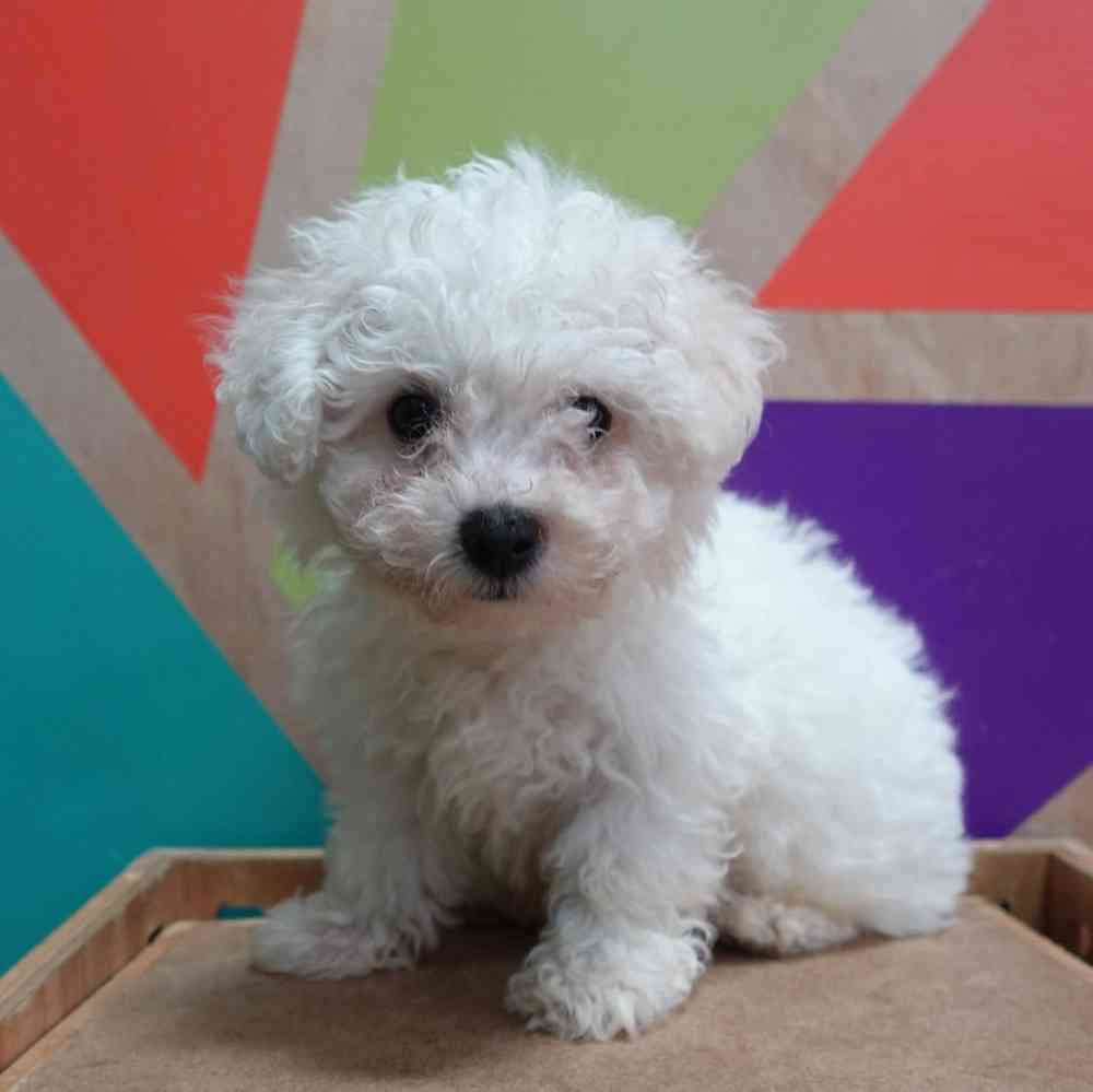 carousel pet images