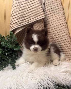 Pomeranian
