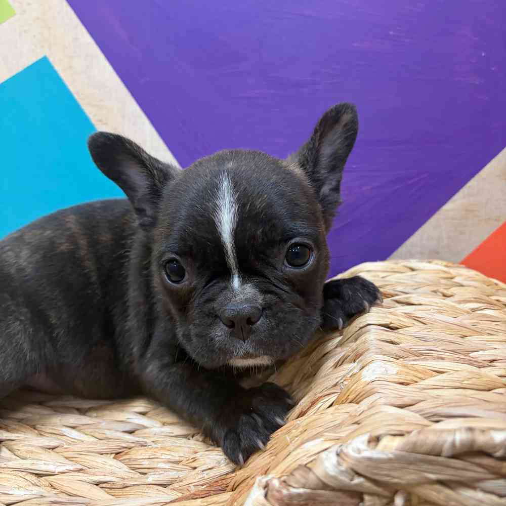 Image of a pet breed in the gallery