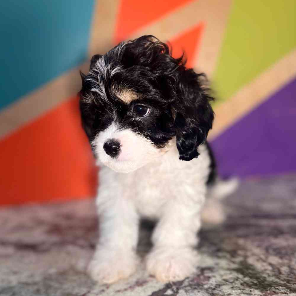 carousel pet images