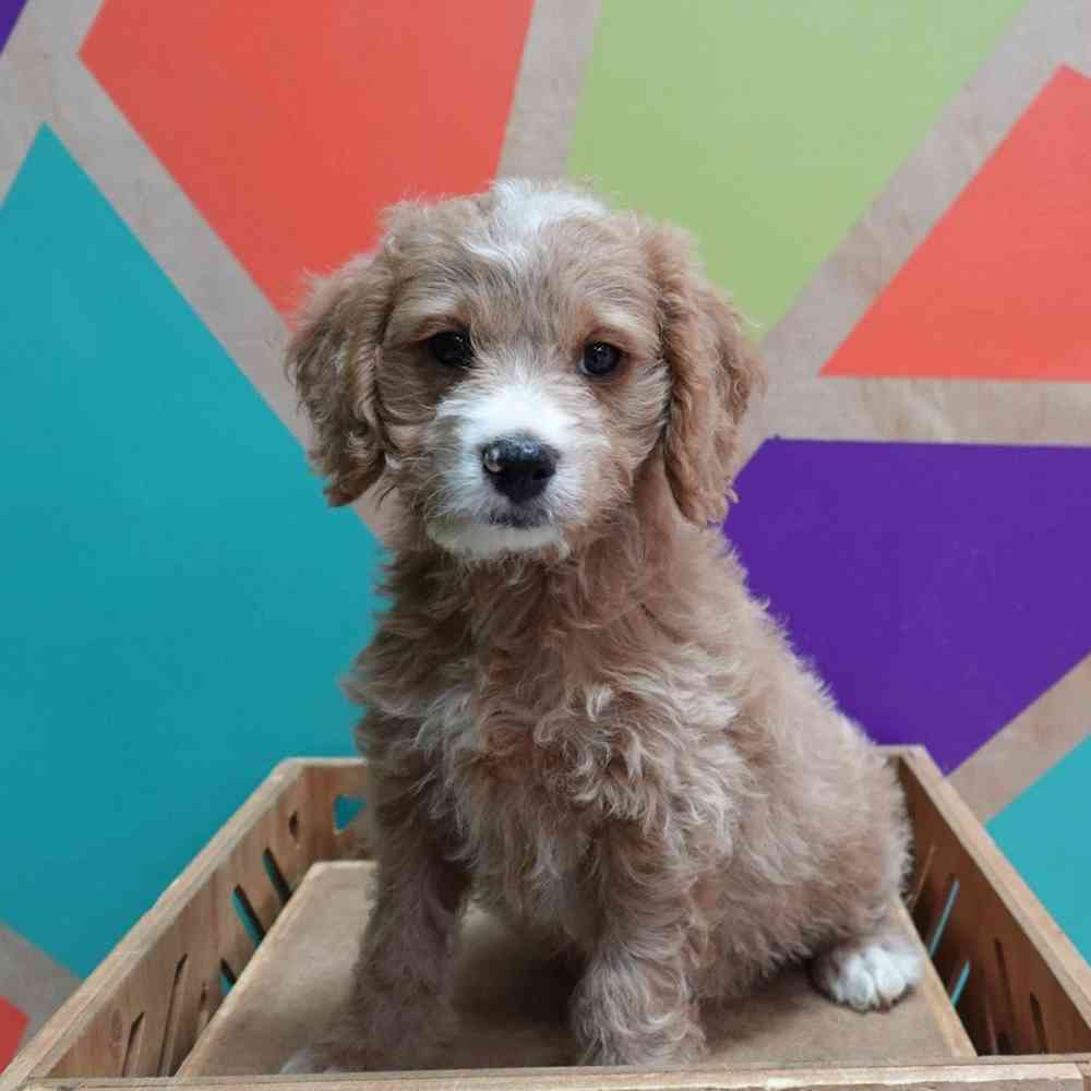 carousel pet images