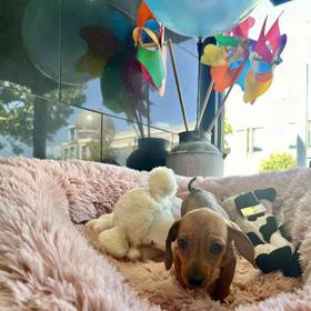 Mini Dachshund