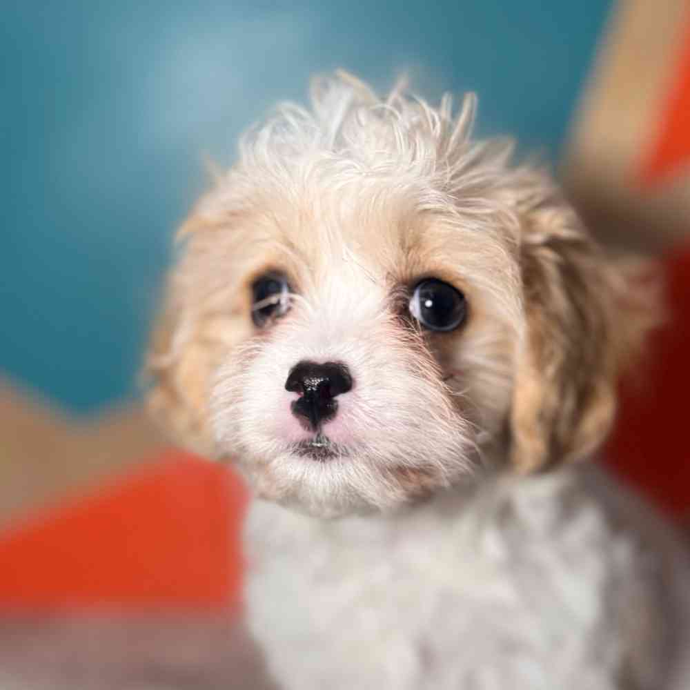 carousel pet images
