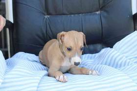 Italian Greyhound