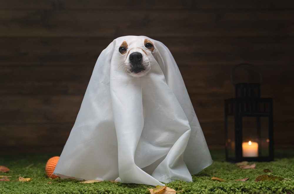 Pup-safe Halloween tips from Petland Fayetteville
