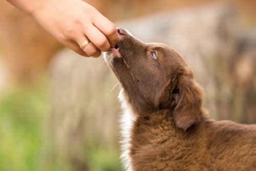 Tips for Training - Petland Fayetteville