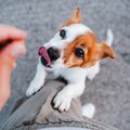 Training treats available at Petland Fayetteville