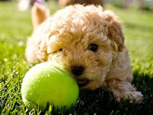 Petland_Fayetteville_puppy_names