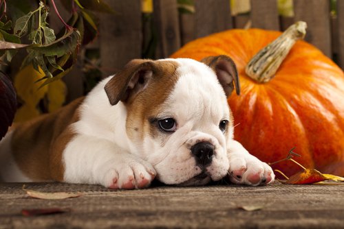 Pup-Safe tips from Petland Fayetteville