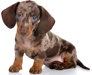 Petland puppies near best sale me