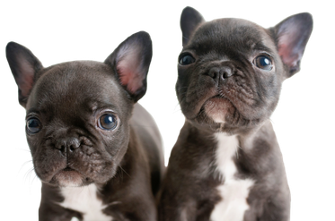 Petland hours near me shop