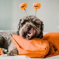 Halloween Tips from Petland Fayetteville