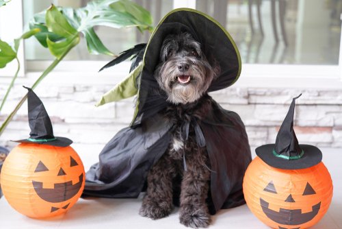 Halloween Safety Tips - Petland Fayetteville